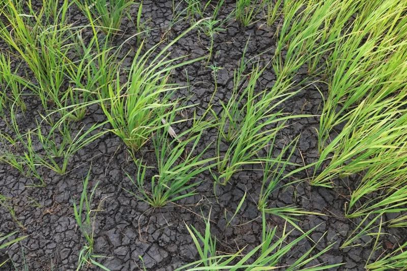 மகாவலி விளைநிலங்களுக்கு மார்ச் 20 முதல் நீர் விநியோகம் !