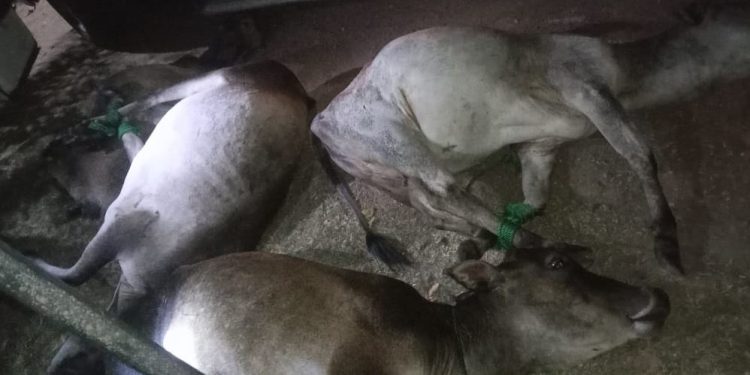 யாழில் மாடு கடத்தலில் ஈடுபட்ட  பொலிஸ் உத்தியோகஸ்தர் உள்ளிட்ட மூவர் கைது!