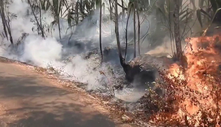 கட்டுக்குள் அடங்காமல் வெவ்வெறு இடங்களில் பற்றி எரியும் காட்டுத் தீ!