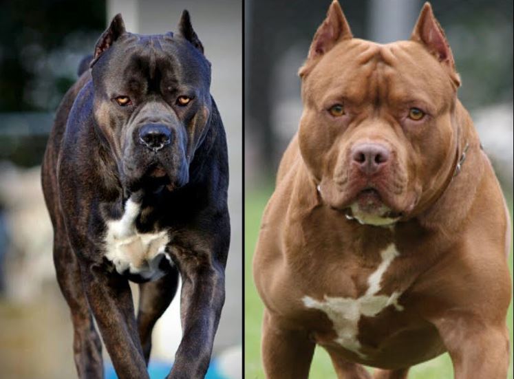 நாய்கள் தொடர்பாக விதிக்கப்பட்ட தடை உத்தரவு திரும்பப் பெறப்பட்டது!