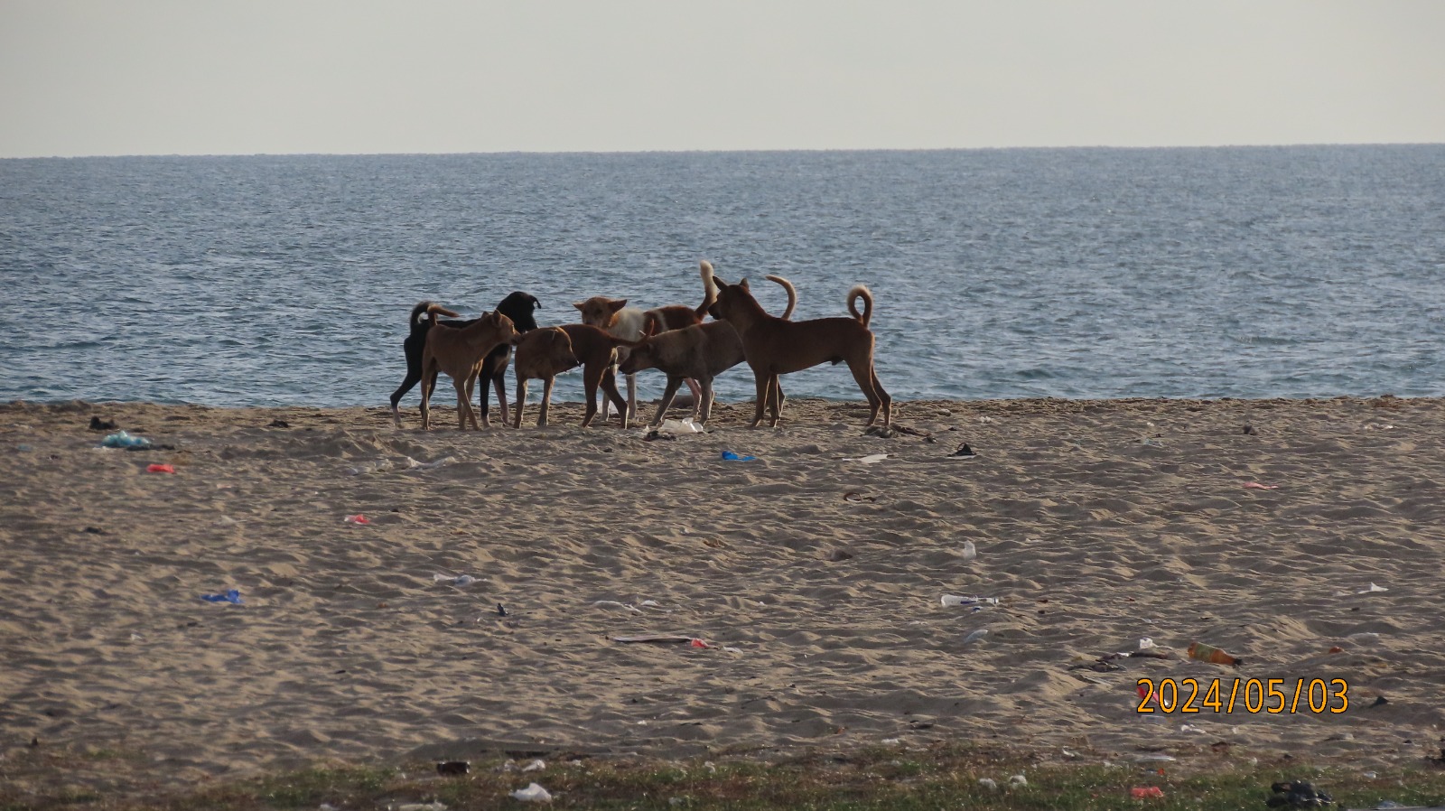 கட்டாக்காலி மாடுகள் நாய்களின் தொல்லை- கல்முனையில் அதிகரிப்பு
