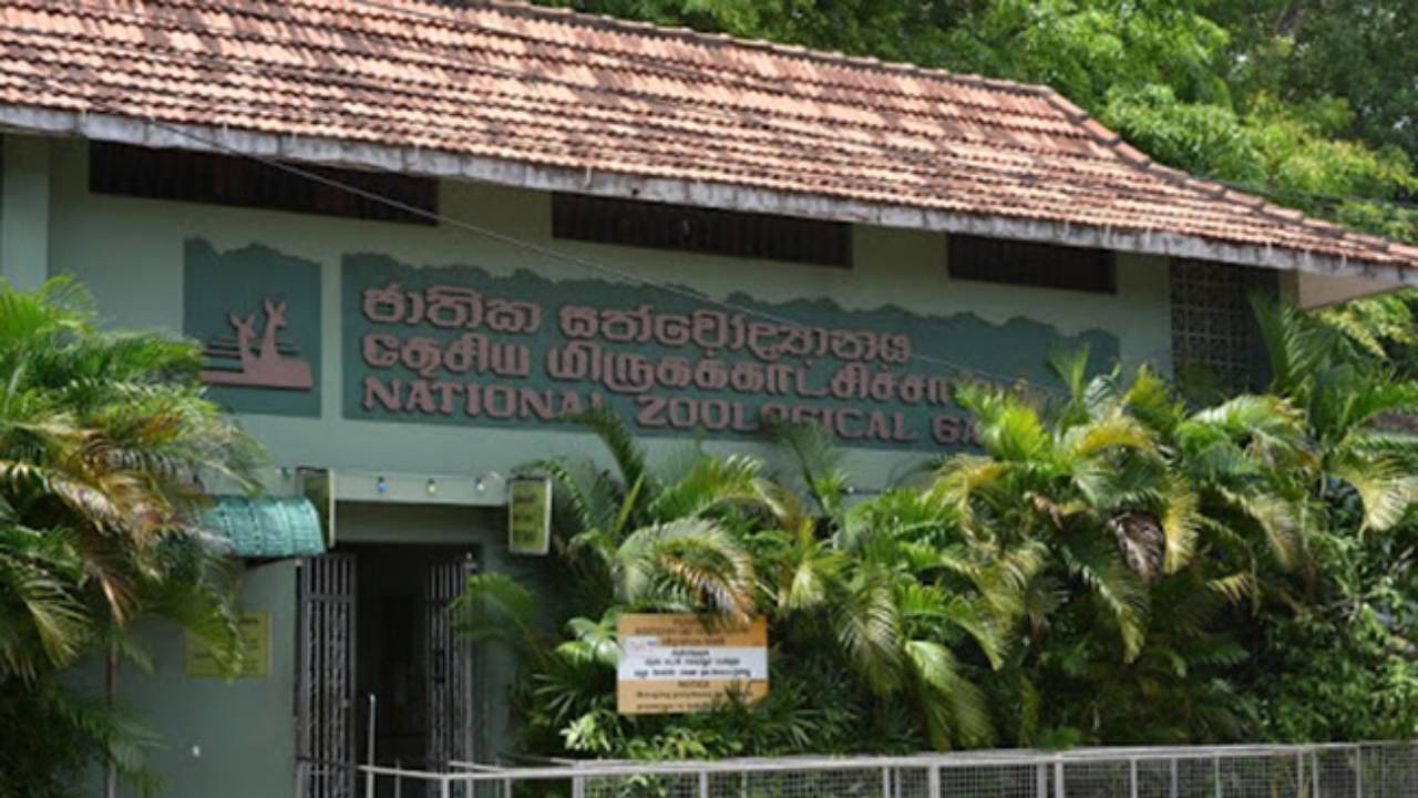 150% வருமான அதிகரிப்பை பதிவு செய்த தேசிய விலங்கியல் பூங்கா திணைக்களம்!