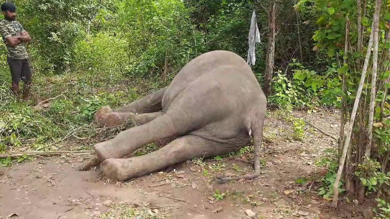 பாதுகாப்பாற்ற மின் வேலிகளால் 50 காட்டு யானைகள் உயிரிழப்பு!