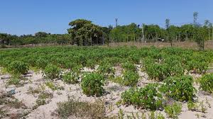 கிளிநொச்சியில் இனம் காண முடியாத நோய் தாக்கத்தால் ஐந்து ஏக்கர் நெற்செய்கை  அழிவு!