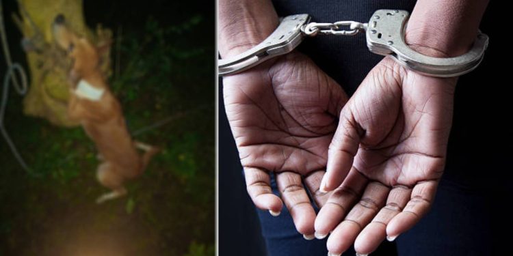 நாய் தூக்கிலிடப்பட்ட சம்பவம்; மாங்குளத்தில் பெண்ணொருவர் கைது!