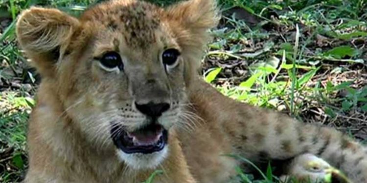 புதிதாக பிறந்த சிங்கக் குட்டிகளுக்கு பெயர் வைக்க பொதுமக்களுக்கு வாய்ப்பு!