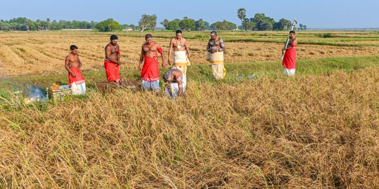 நல்லூர் கந்தசுவாமி ஆலயத்தில் நெற்புதிதெடுத்தல் நிகழ்வு!