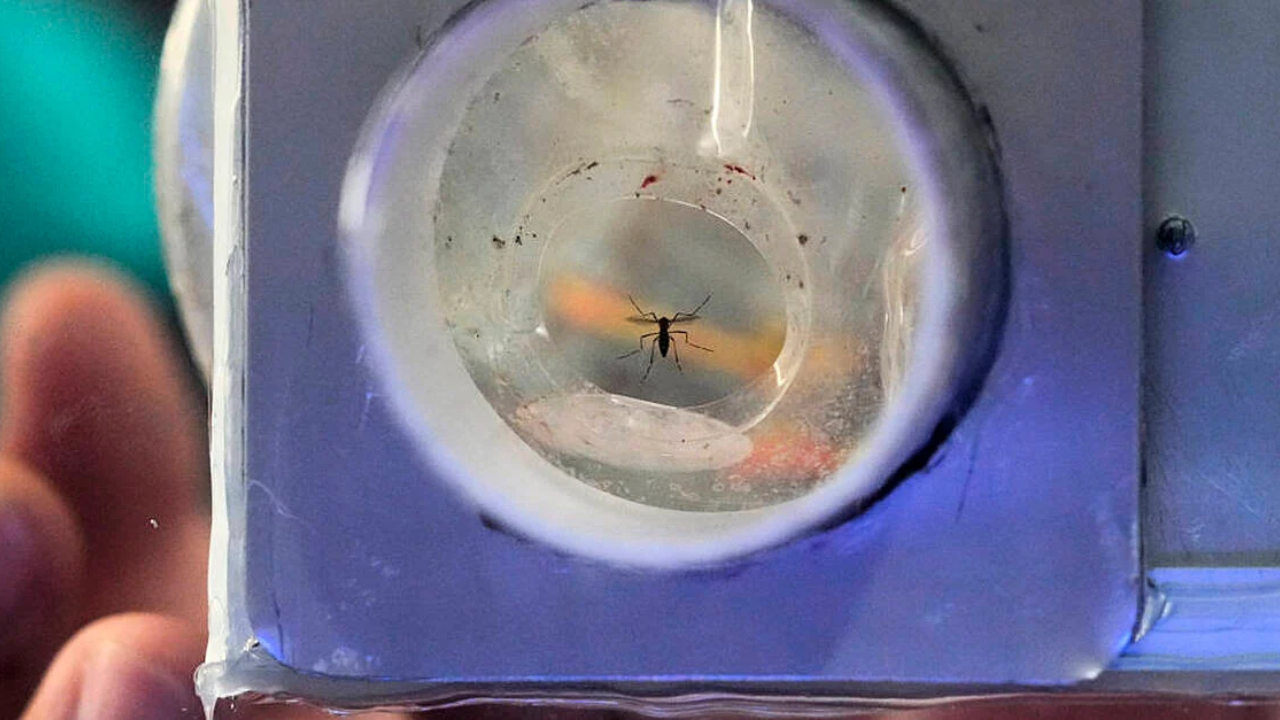 டெங்கு எதிர்ப்பு பிரச்சாரம்; நுளம்புகளை பிடிப்போருக்கு வெகுமதியை அறிவித்த பிலிப்பைன்ஸ்!