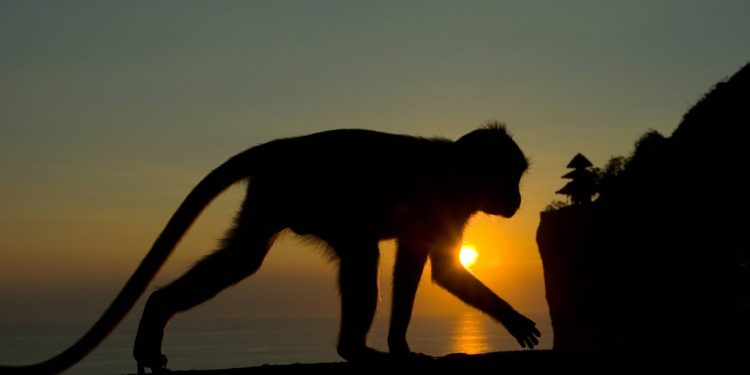 சர்வதேச தலைப்புகளில் இடம்பிடித்த இலங்கை குரங்கு!