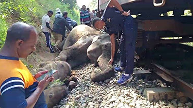 மீனகயாவால் பறிபோன யானைகளின் எண்ணிக்கை உயர்வு