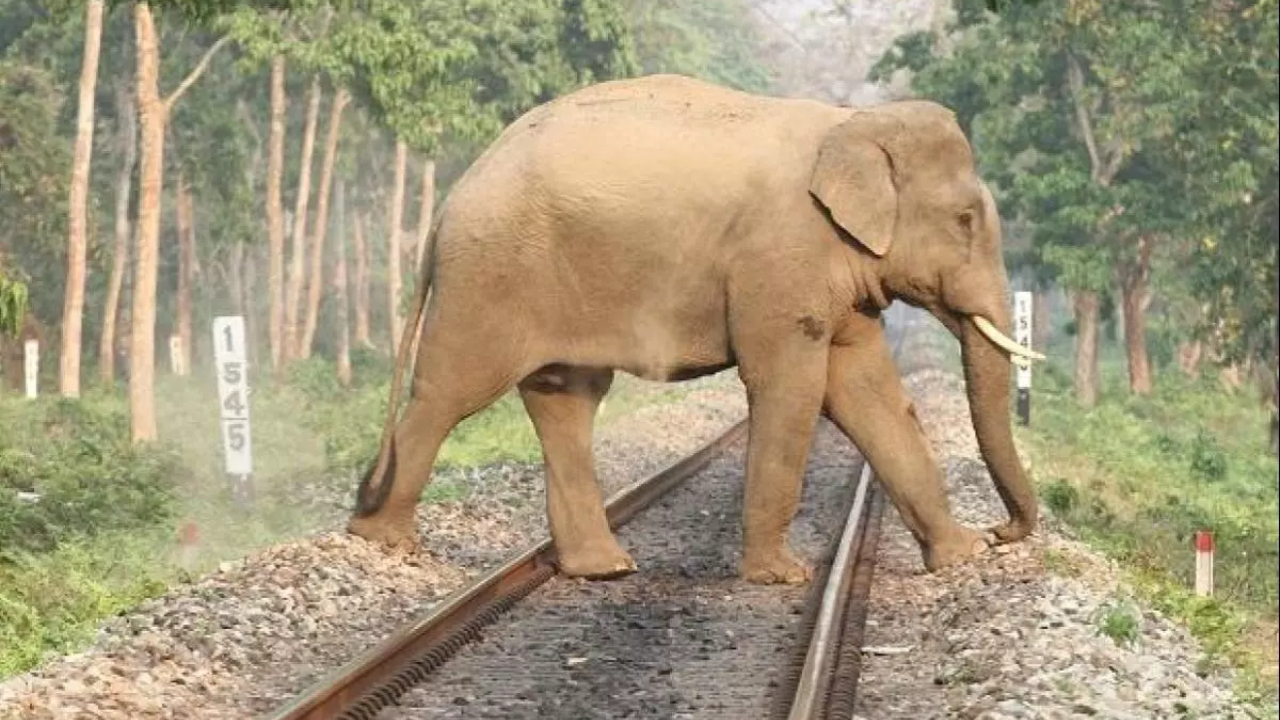 யானை-ரயில் மோதலை தவிர்க்க புதிய அட்டவணை!