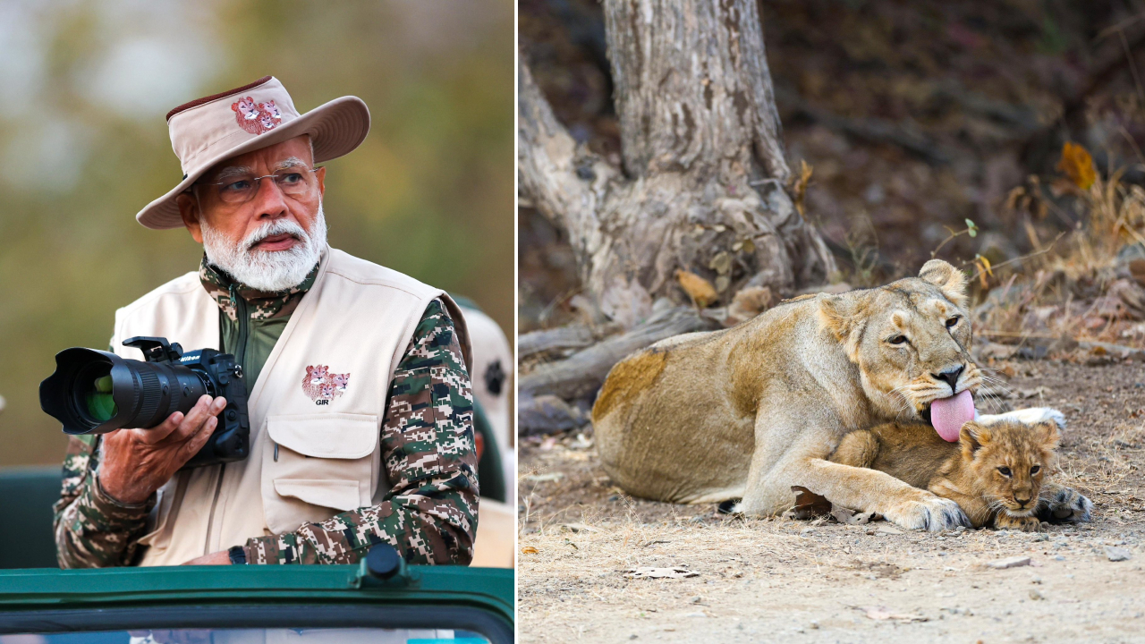 உலக வனவிலங்கு தினத்தை முன்னிட்டு மோடியின் சஃபாரி!