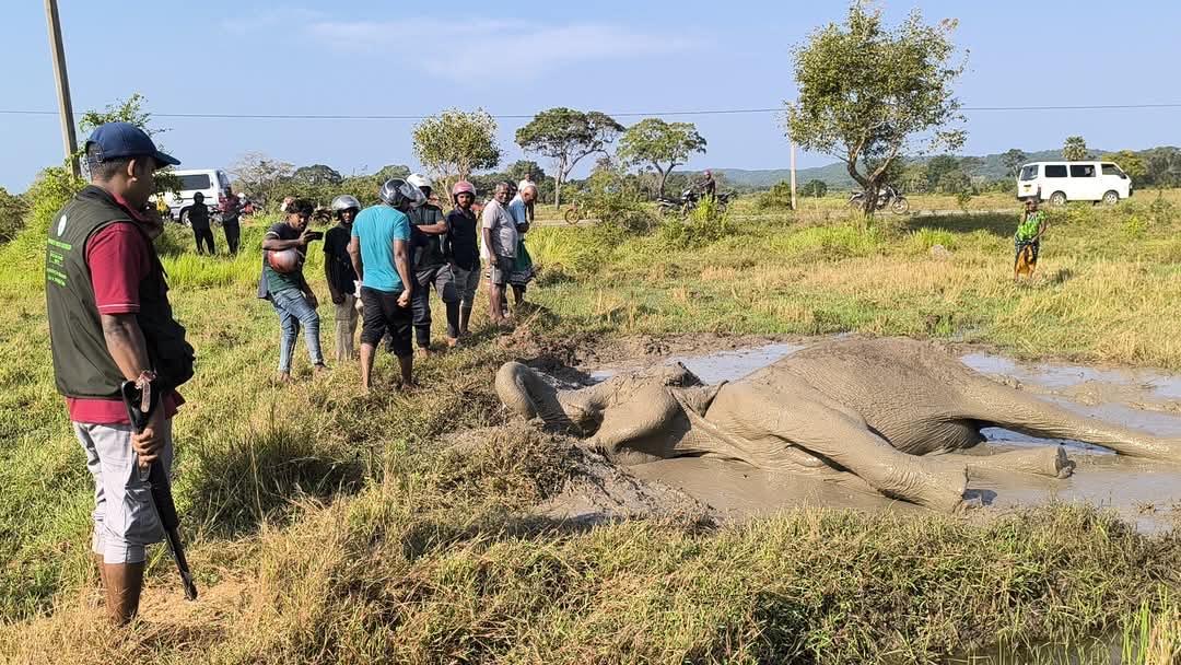 திருகோணமலை-மொரவெவ வயற் பகுதியில் யானை ஒன்று சுகவீனமுற்ற நிலையில் அவதி!