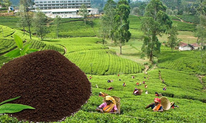 தேயிலை தொழிற்துறை குறித்து  இலங்கை தேயிலை ஏற்றுமதியாளர்கள் சங்கம் எச்சரிக்கை!