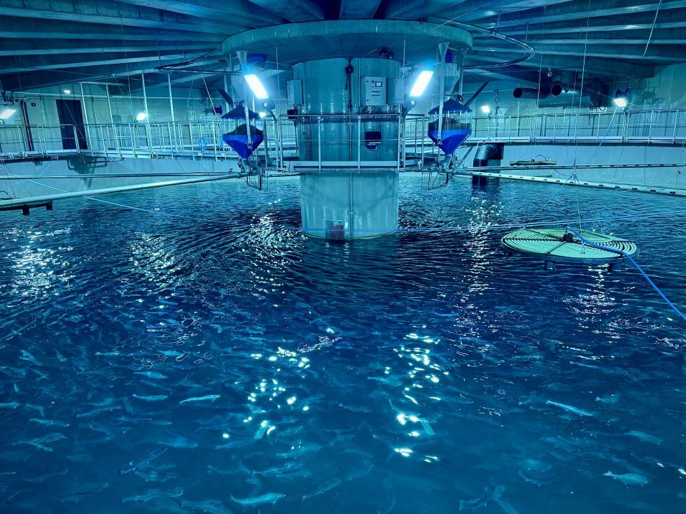 உலகின் முதல் சால்மன் மீன் வளர்ப்புக்  கப்பலை அறிமுகப்படுத்தும் சீனா!