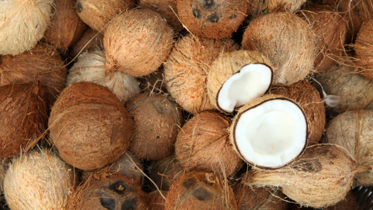 தேங்காய் அறுவடை அதிகரிப்பு!