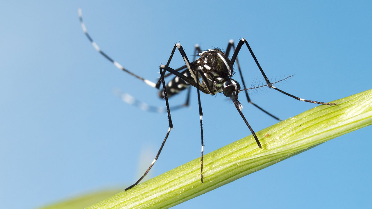 சிக்குன்குனியாவின் தீவிர பரவல் தொடர்பில் எச்சரிக்கை!