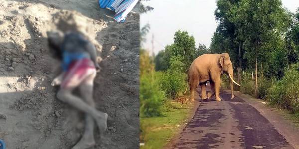 காட்டு யானை தாக்கி விவசாயி உயிரிழப்பு!