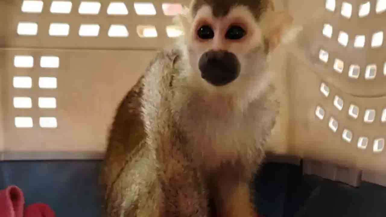 விமானத்தில் அணில் குரங்கை கடத்திவந்த பயணி கைது!