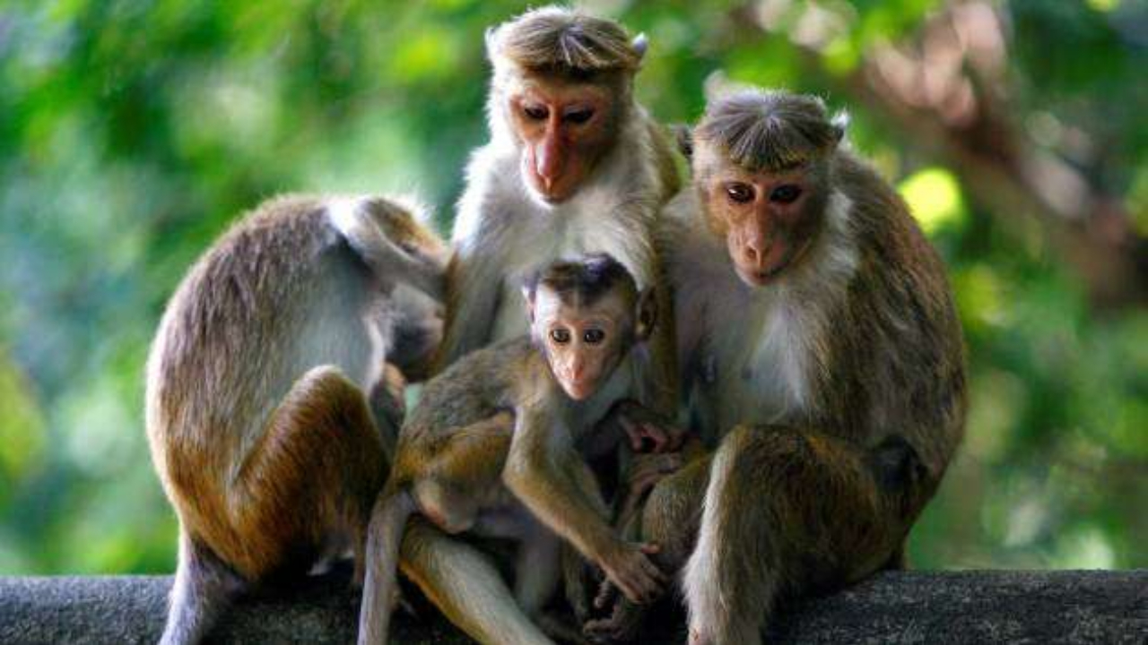 தேசிய விலங்கு கணக்கெடுப்பு அறிக்கை வெளியீடு!