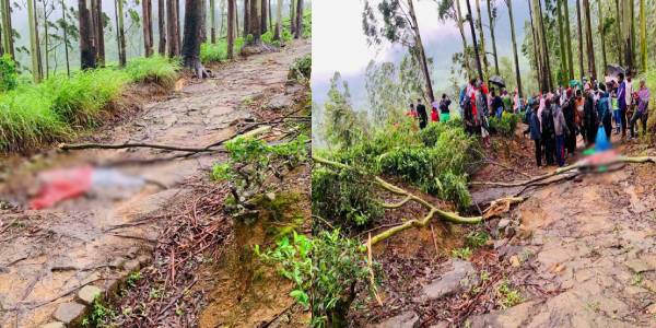 மஸ்கெலியா பகுதியில் மரக்கிளை முறிந்து விழுந்து ஒருவர் உயிரிழப்பு!