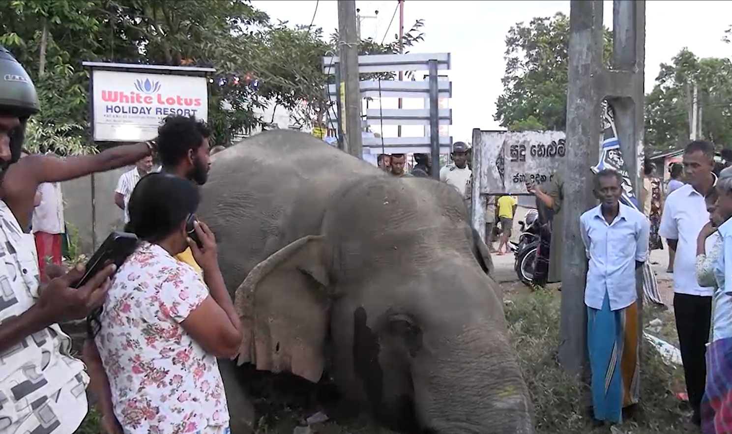 ரயிலுடன் மோதி காட்டு யானை உயிரிழப்பு!