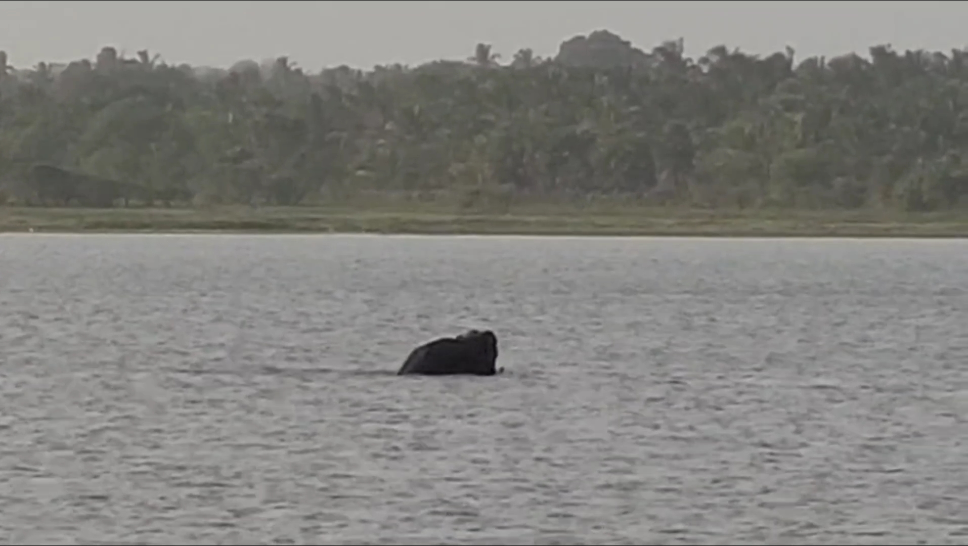 வவுனியா நகரப்பகுதிக்குள் நுழைந்த யானையால் மக்கள் அச்சம்!