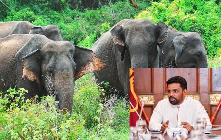 காட்டு யானைகளால் ஏற்படும் பிரச்சினை: அதிகாரிகளுக்கு விசேட பணிப்புரை விடுத்த ஜனாதிபதி