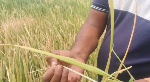 கந்தளாயில் நெற்பயிர்களுக்கு விஷம் தெளிப்பு: விவசாயி முறைப்பாடு!