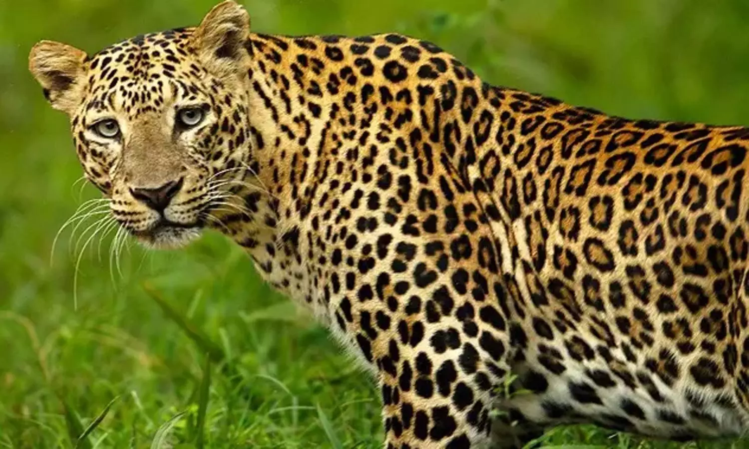 நோர்வூட்  பகுதியில் சிறுத்தைப்  புலிகளின் நடமாட்டம்: அச்சத்தில் மக்கள்