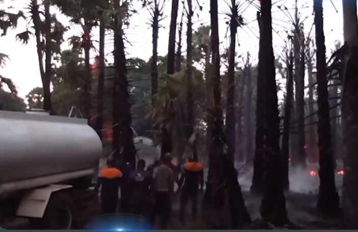 யாழில்  நூற்றுக்கணக்கான பனை மரங்களுக்கு விஷமிகளால் தீ வைப்பு!