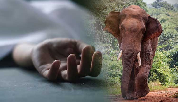 யானை தாக்குதலுக்கு இலக்காகி தாயொருவர் உயிரிழப்பு!