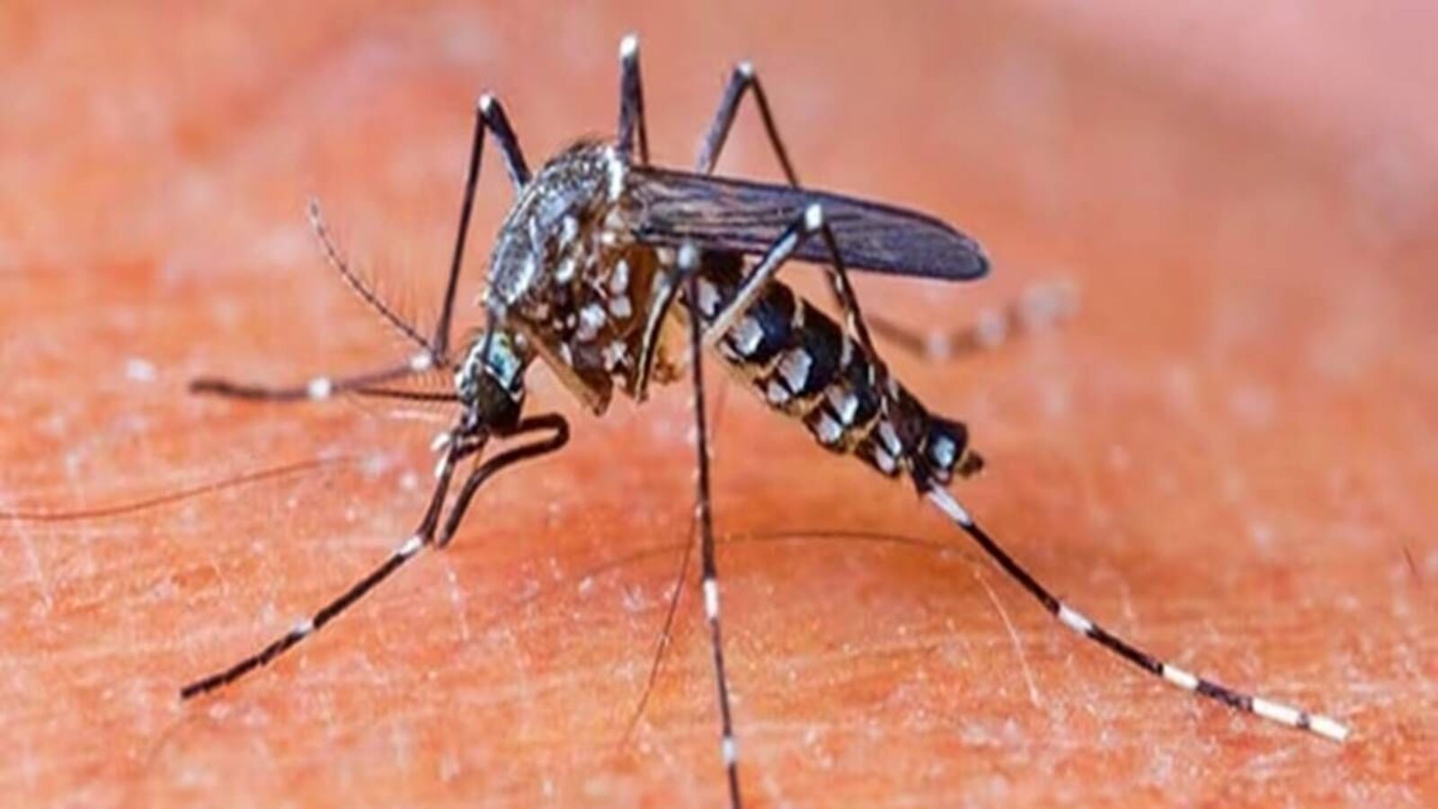 இலங்கையில் மீண்டும் தலை தூக்கியுள்ள மலேரியா!