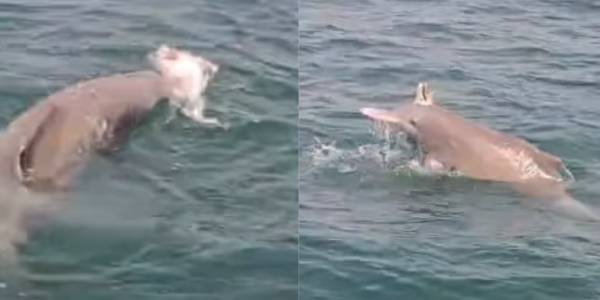 இறந்த டொல்பின் குட்டியை பிரிய மனம் இன்றி தவிக்கும் தாய் டொல்பின்!