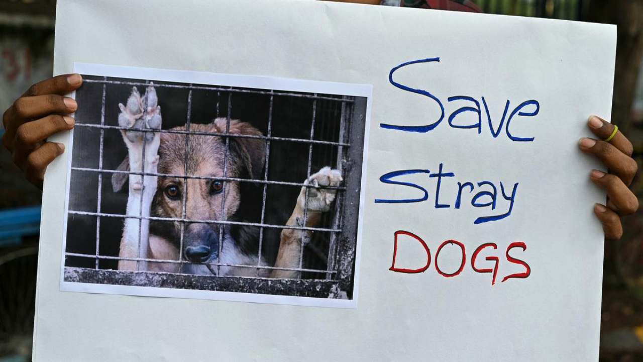 தெருநாய்கள் தொடர்பான சர்ச்சைக்குரிய தீர்ப்பை மாற்றியமைத்த இந்திய உயர் நீதிமன்றம்!