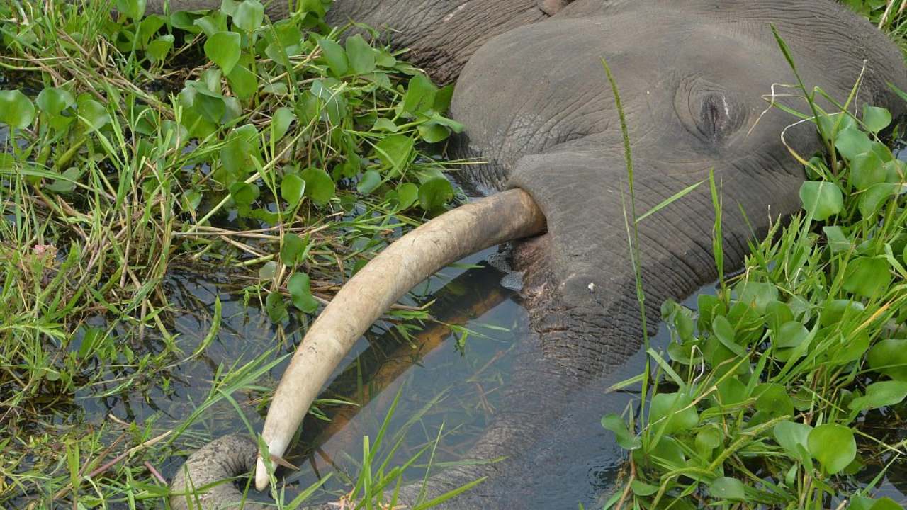 மேலும் ஒரு காட்டு யானையின் உடல் மீட்பு!