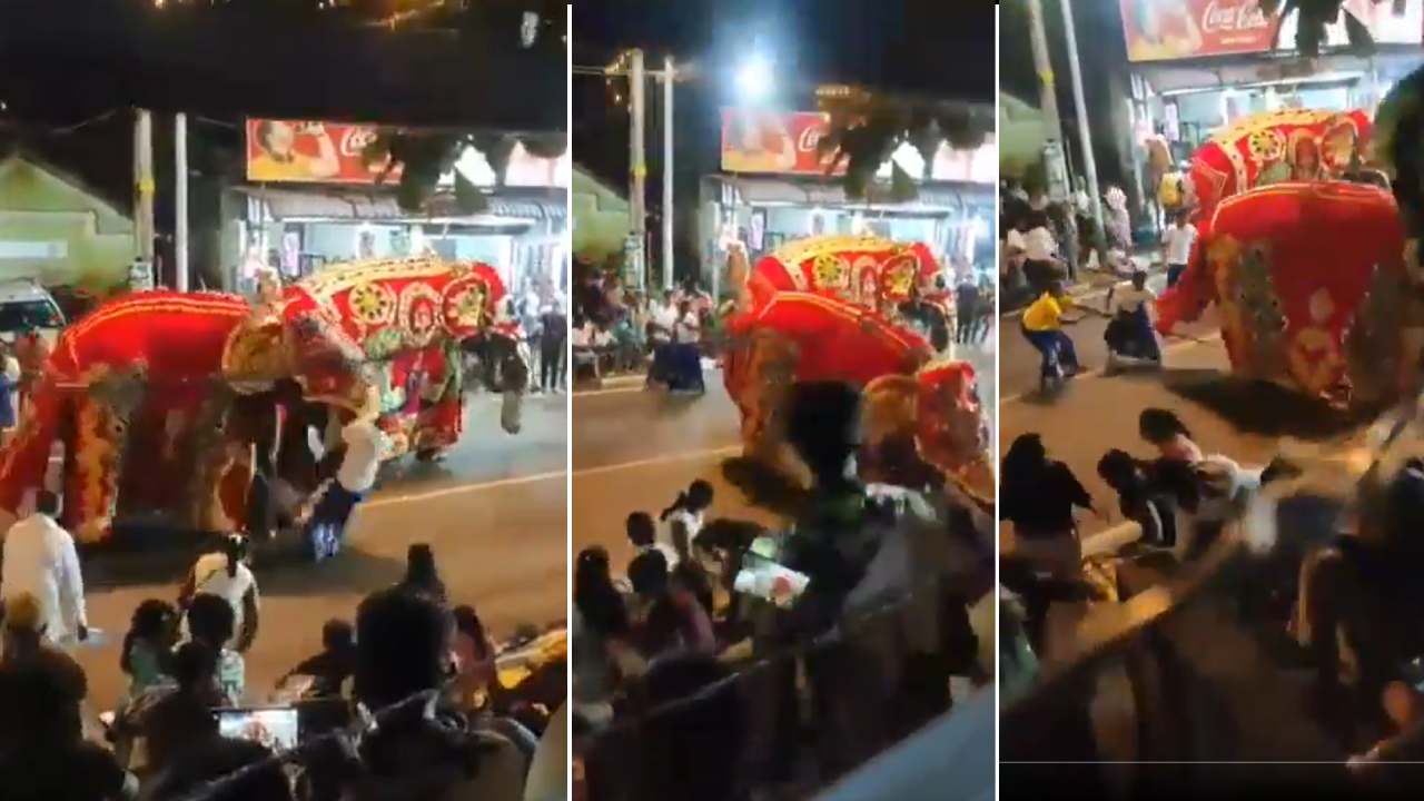 தெவிநுவர எசல பெரஹெராவில் திடீரென குழம்பிய ஊர்வல யானை!