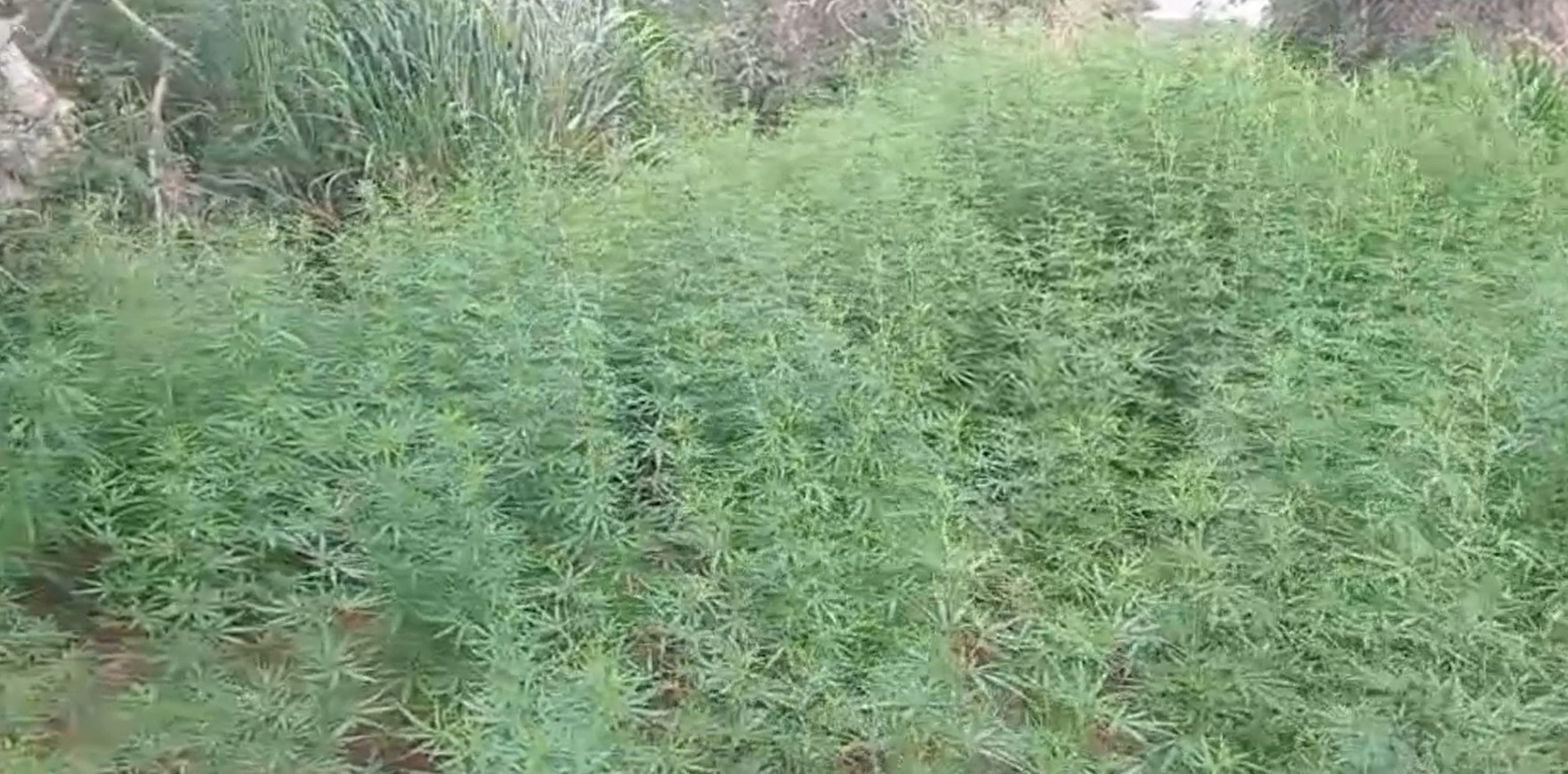 கஞ்சா பயிர்ச்செய்கையில் ஈடுபட்ட இருவர் கைது!