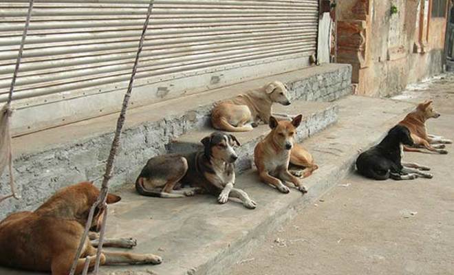 வடக்கில் பெண் நாய்களுக்கு கருத்தடை!