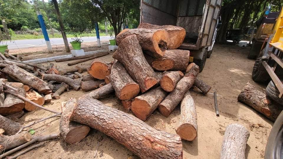 யாழ்.கைதடியில்  மரக்குற்றிகளைக் கடத்த முற்பட்டவர் கைது!