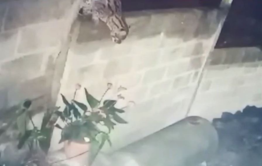 சிறுத்தைபுலி நடமாட்டம் காரணமாக தலவாக்கலை சென்.கூம்ஸ் தோட்டத்தில் பொதுமக்கள் அச்சம்