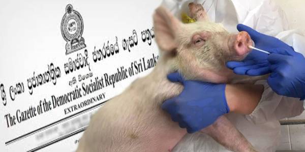 பன்றி காய்ச்சல் தொடர்பில் வெளியான வர்த்தமானி அறிவிப்பு!