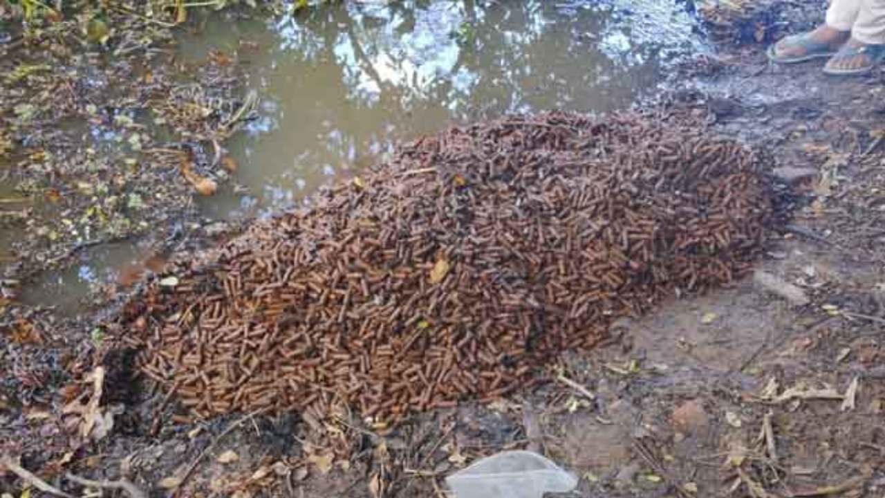 ஒரு தொகை தோட்டாக்கள் மீட்பு!