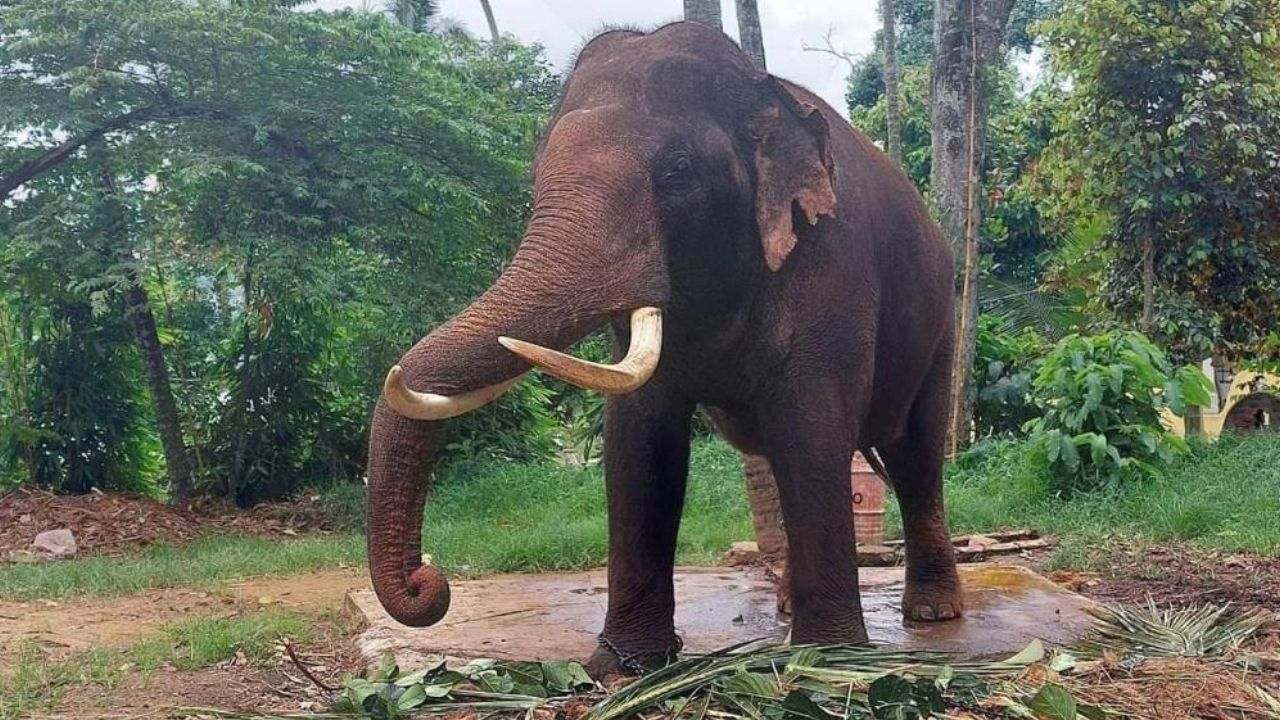 இலங்கைக்கு பரிசாக வழங்கிய யானைகளை மீண்டும் திரும்பப் பெற தாய்லாந்து நடவடிக்கை!