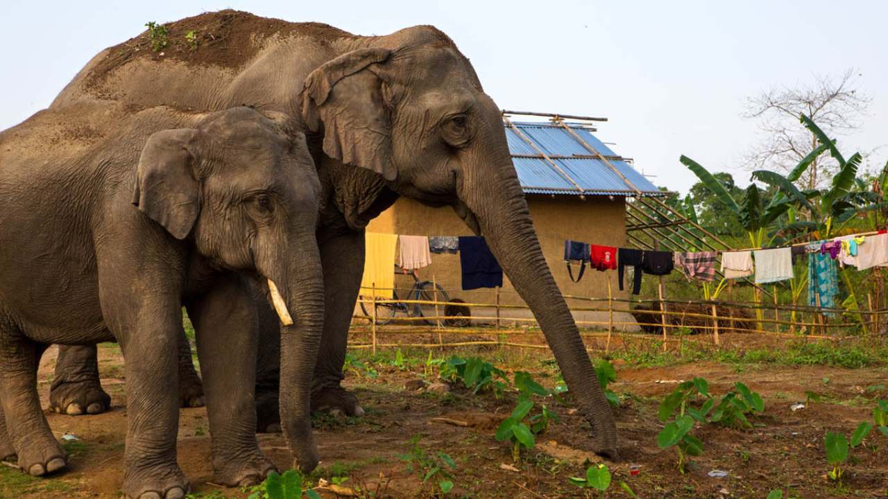 யானை-மனித மோதலில் 427 உயிரிழப்புகள்!