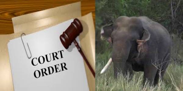 யூனிகார்ன்  யானை உயிரிழப்பு- பகுப்பாய்வாளர் அறிக்கையை சமர்ப்பிக்க நீதிமன்றம் உத்தரவு!