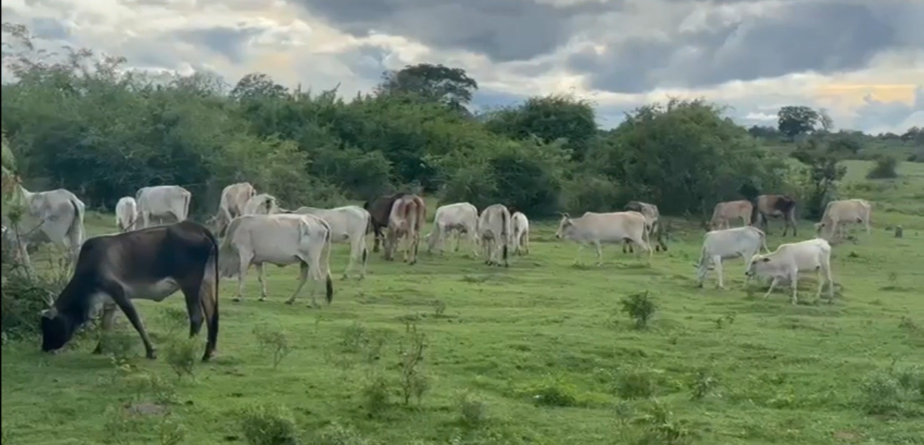 கிண்ணியாவில்  நிலத் தகராறில் 30 மாடுகள் மீது வாள்வெட்டு!