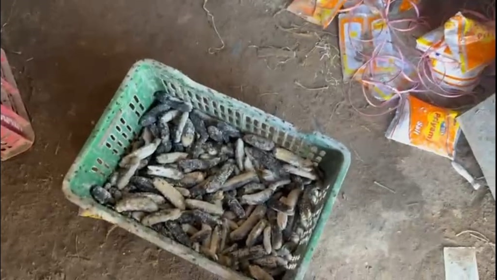 இலங்கைக்கு கடத்தவிருந்த கடல் அட்டைகள் தமிழகத்தில் பறிமுதல்!