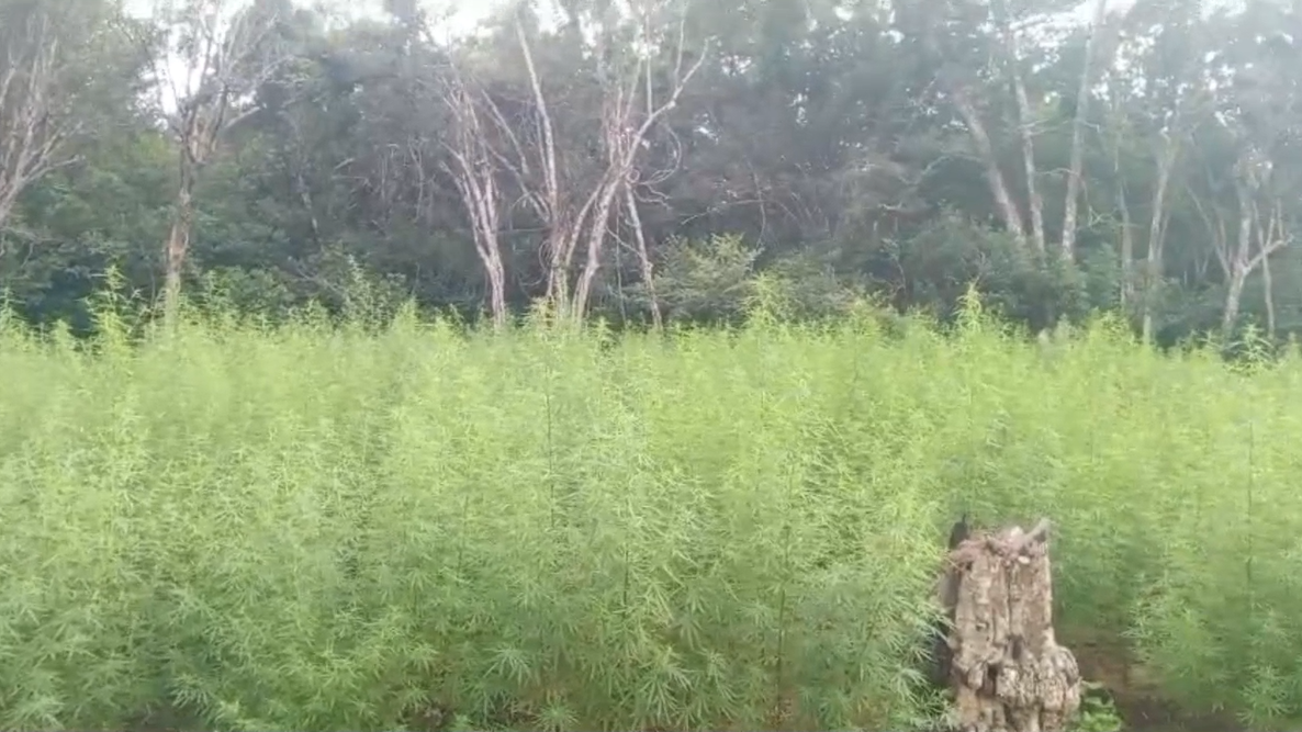 5 இலட்சம் பெறுமதியான கஞ்சா தோட்டம் முற்றுகை!