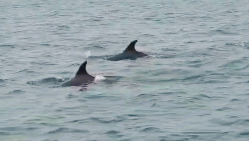 ராமநாதபுரம் தொண்டி கடற்கரைபகுதியில் கூட்டமாக நீந்திச்சென்ற டொல்பின்கள்!